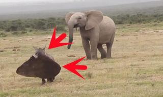 大象的左耳朵最像什么